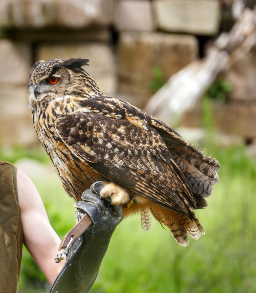Bird of prey feather raptor