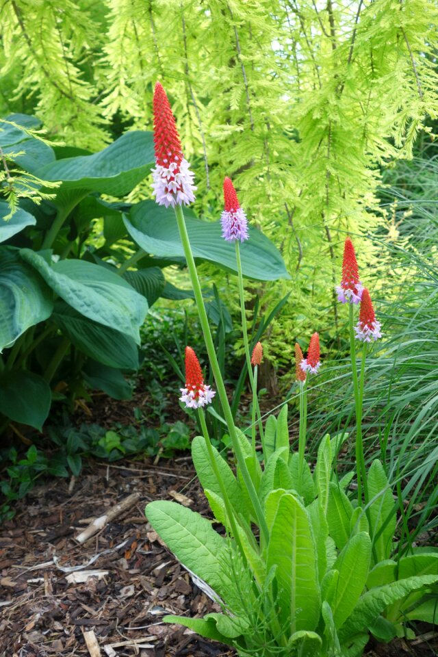 Blossom bloom plant