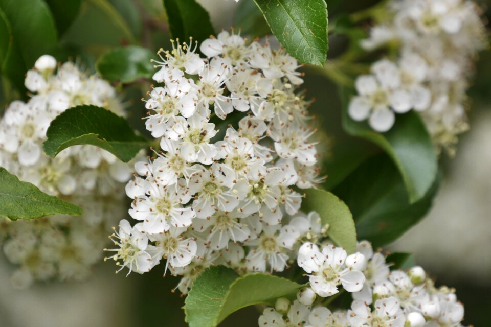 Firethorn garden shrub blossom