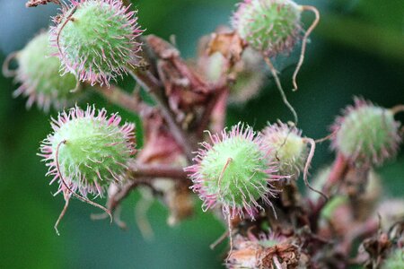 Chestnut chestnut tree young photo