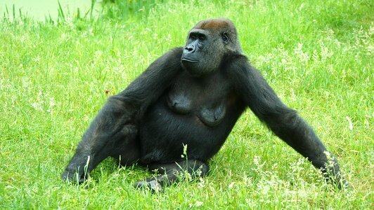 Animal monkey meadow