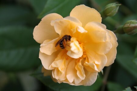 Bee pollination pollen photo