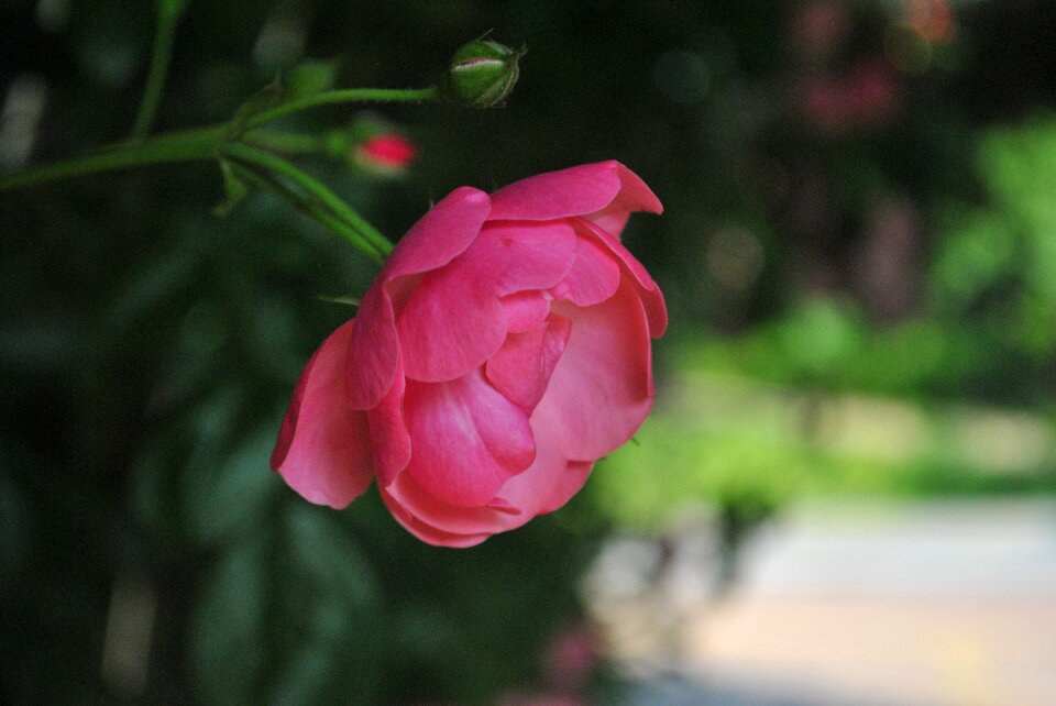 Flowers plants pink roses