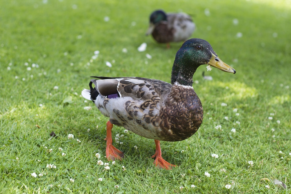 Wildlife nature bird