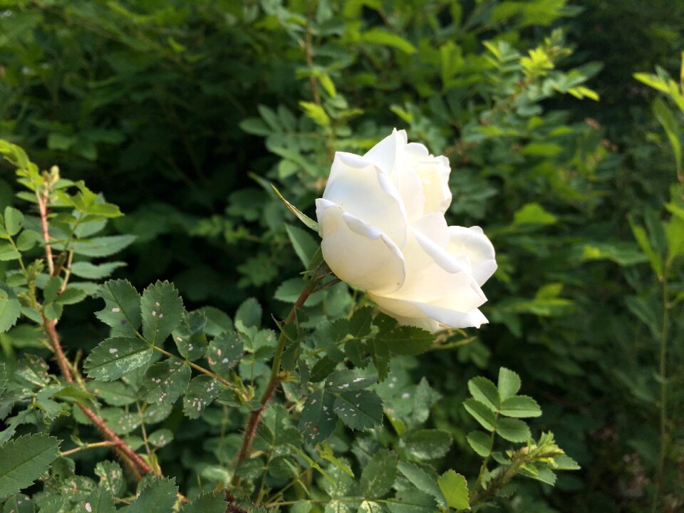Finnish the height of summer celebration white flower