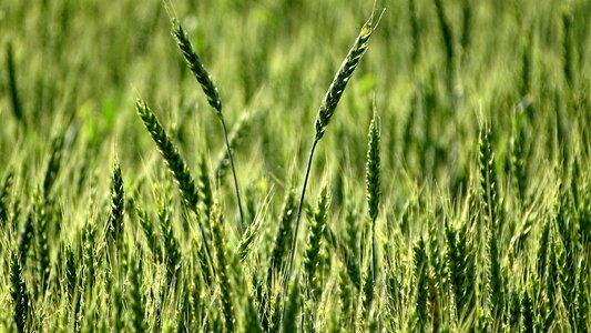 Agriculture crops rye photo