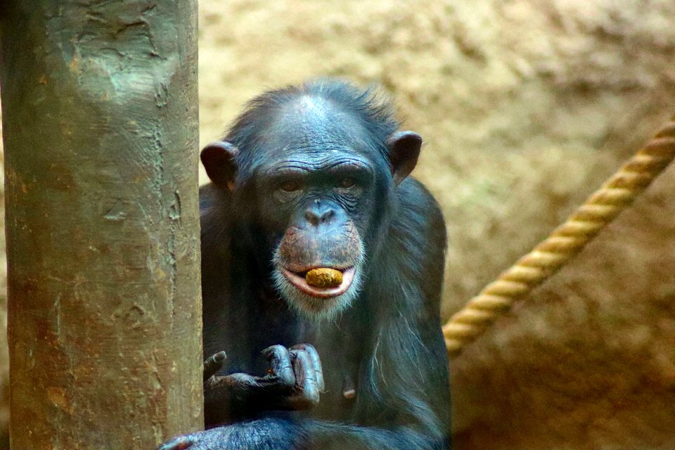 Monkey head zoo