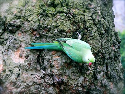 Green feather bird photo