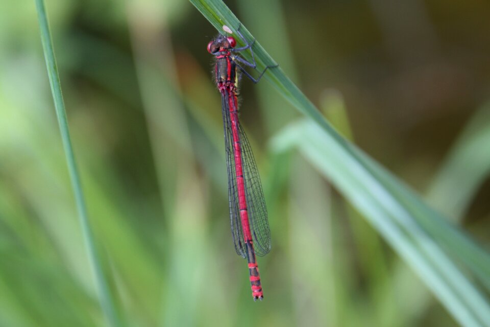 Early adonis maiden dragonfly small dragonfly