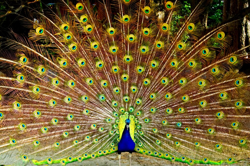 Animal bird nature