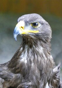 Nature access plumage