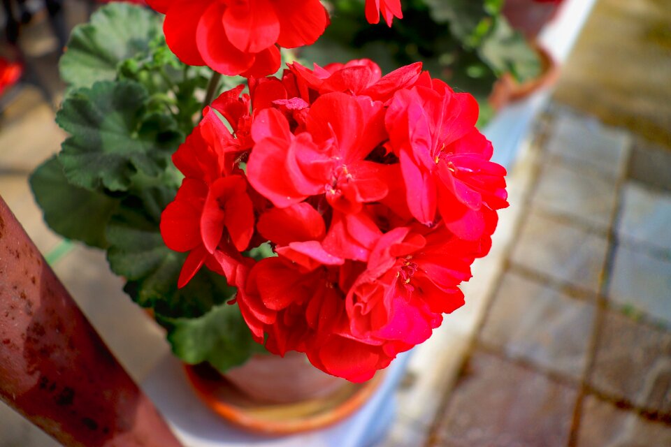 Garden balcony flowers red flower