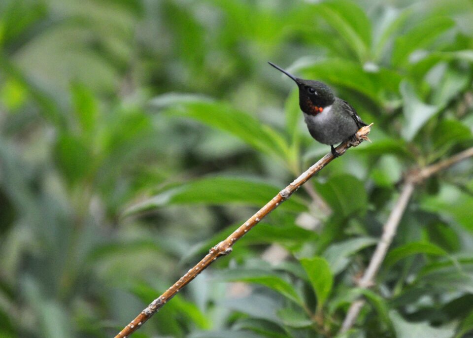 Beak west virginia bird