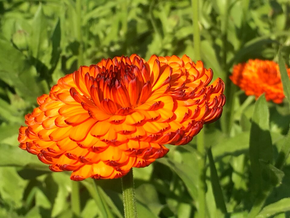 Autumn garden summer