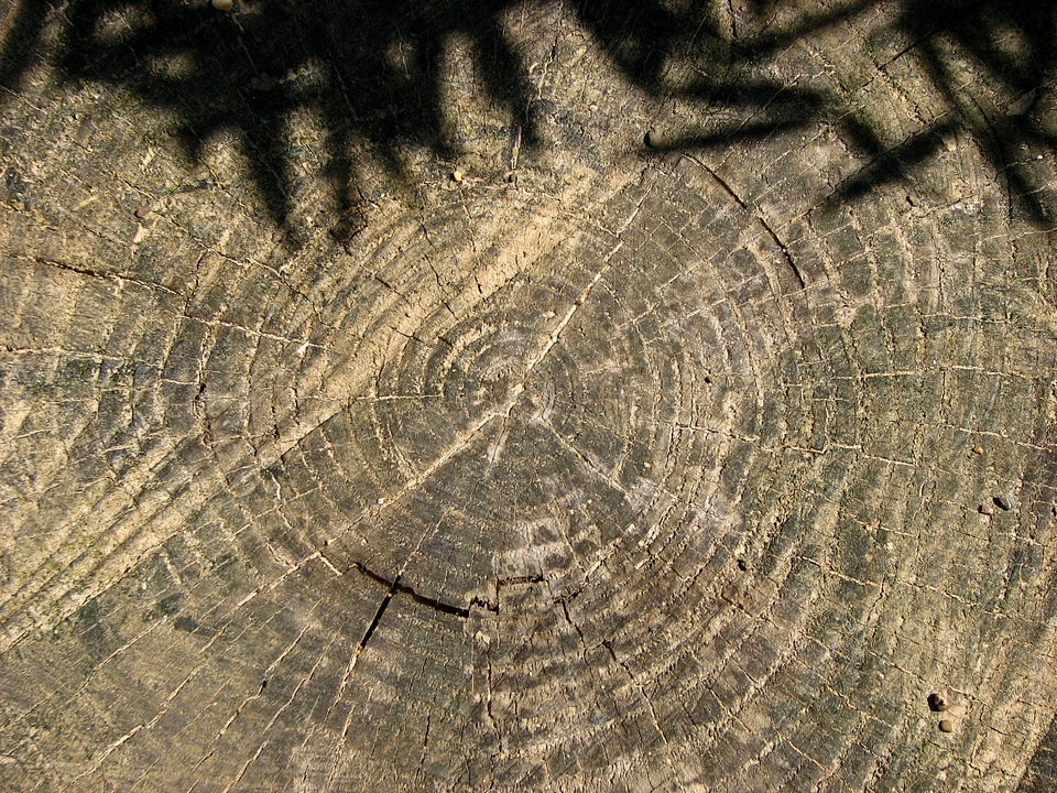 Tree shadow lichtspiel