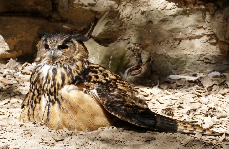 Feather bird of prey raptor