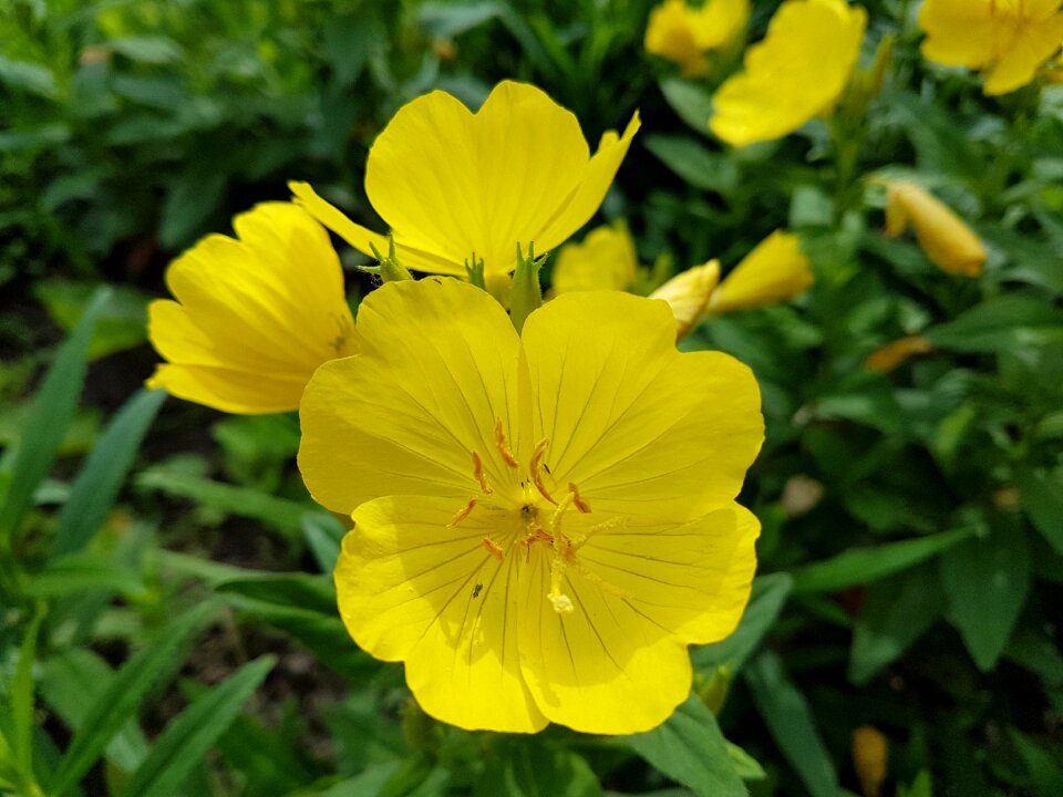 Yellow flower summer sunshine photo