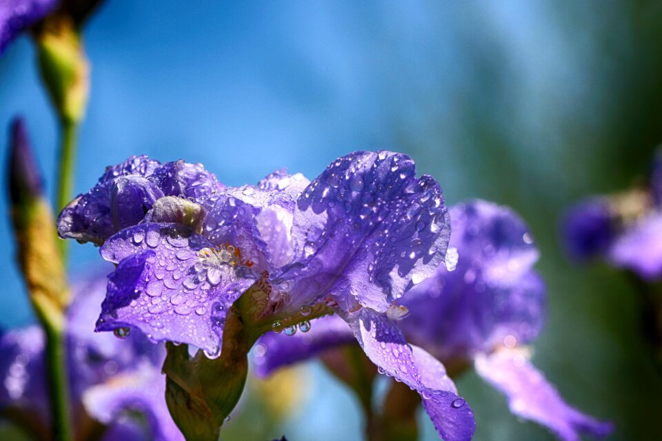 Macro garden flower