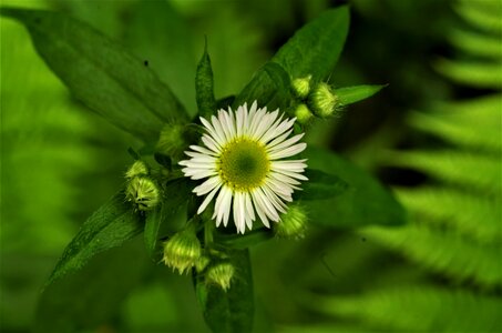 White daisy margaret wild wild flower