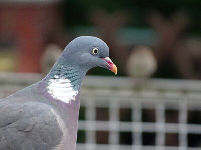 City pigeon bird street deaf photo