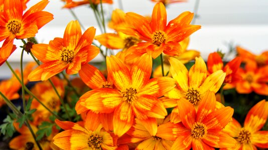 Flower box orange balcony plant
