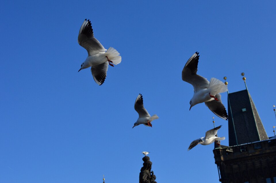 Republic river birds