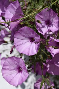 Outdoor bloom garden