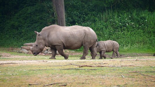 Big game rhinoceros rhino baby