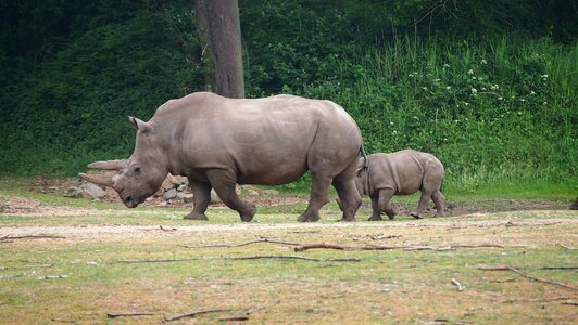 Big game rhinoceros rhino baby photo