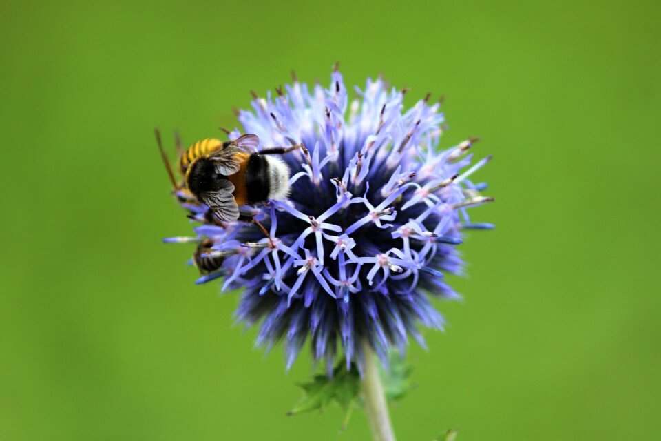 Macro summer thistle