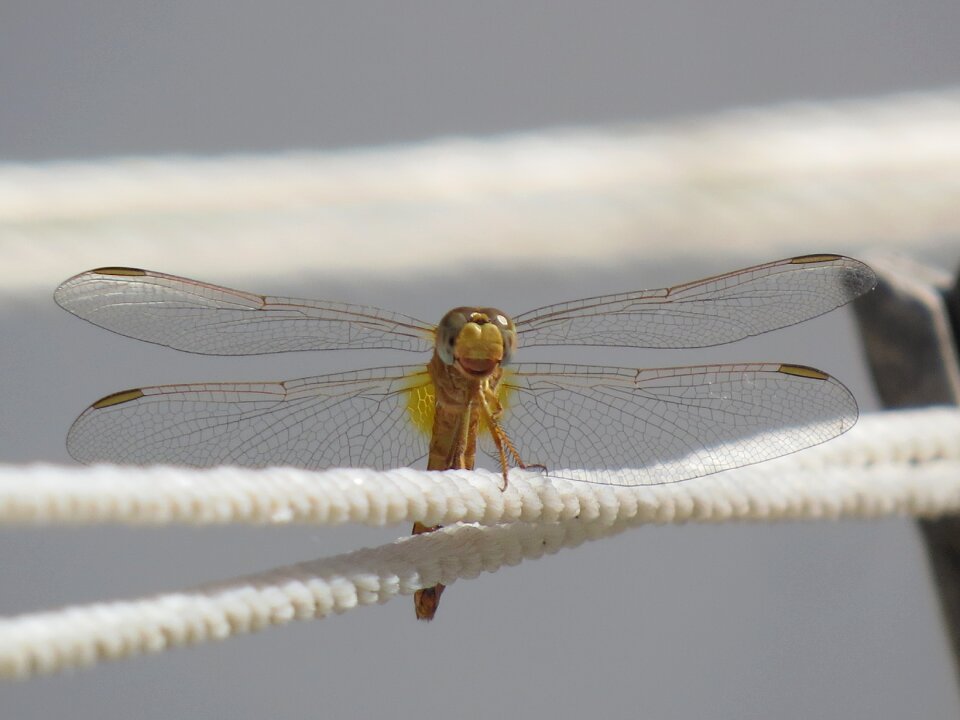 Dragonfly wings insect