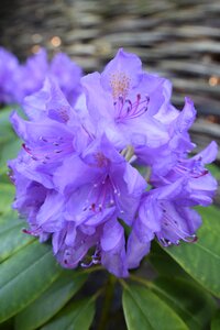 Spring blossom garden photo