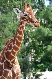 Wildlife zoo