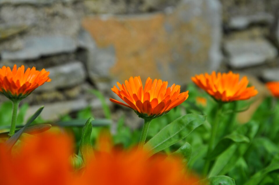 Bloom orange blossom nature