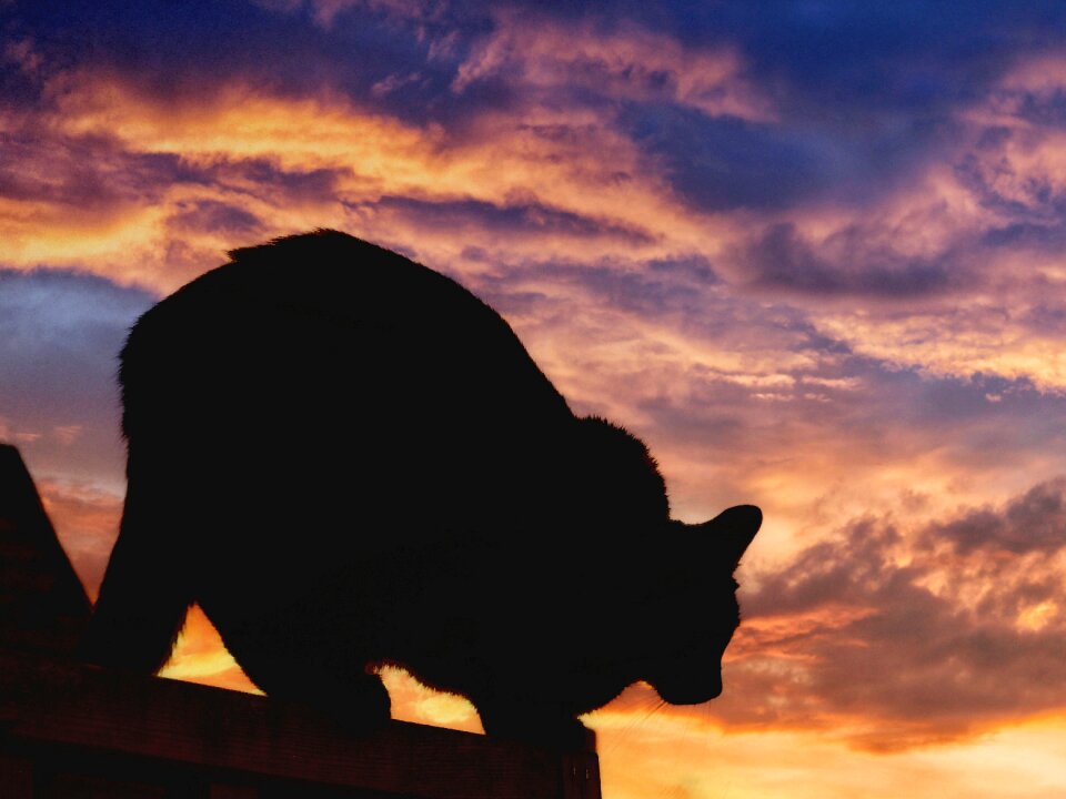 Roof animal black