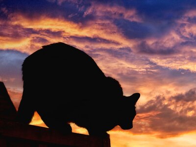 Roof animal black