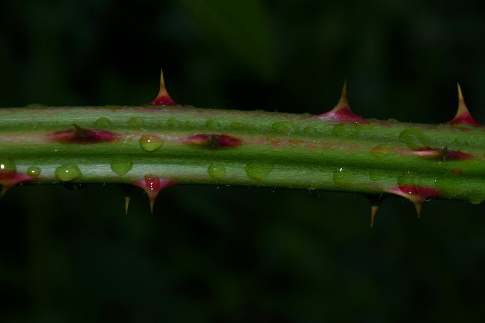Blackberry drip raindrop