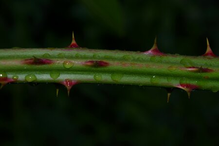 Blackberry drip raindrop