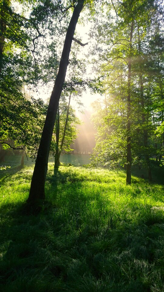 Morgenstimmung fog sun