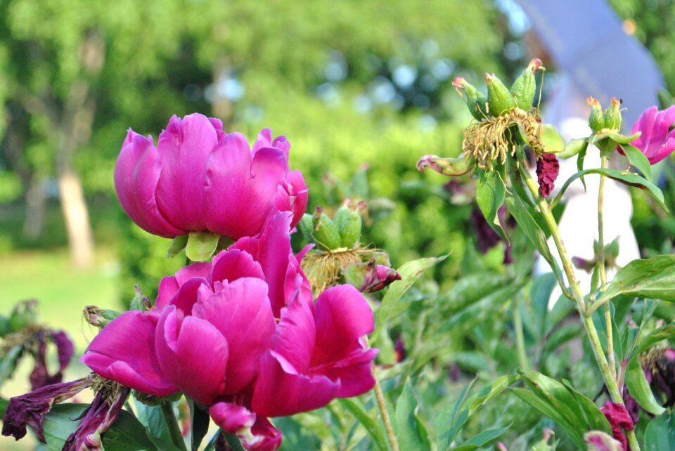Plants garden beautiful