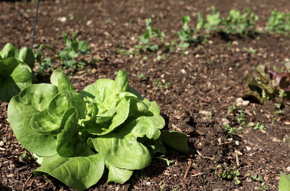 Bed of salad garden vegetable garden