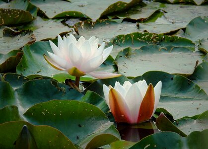 The beauty of nature nature lily's flourishing photo