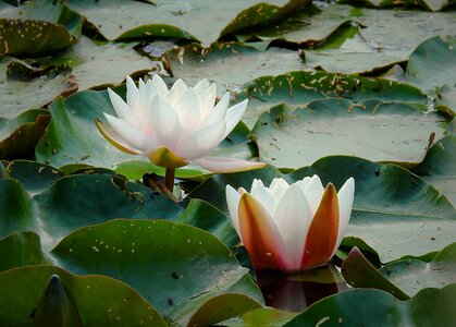 The beauty of nature nature lily's flourishing
