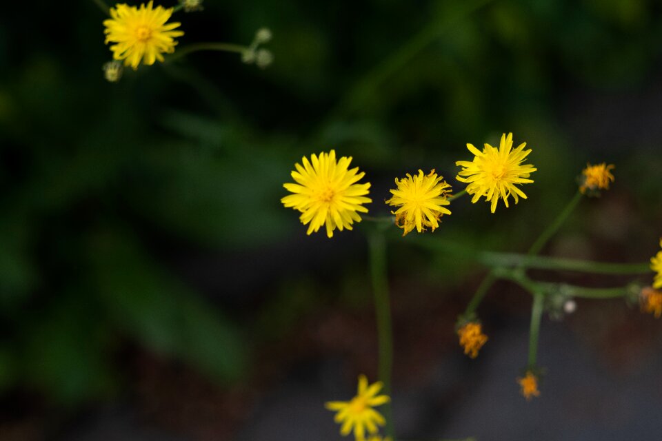 Garden green yellow