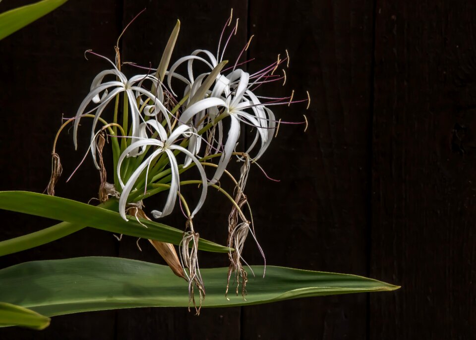Plant floral blossom