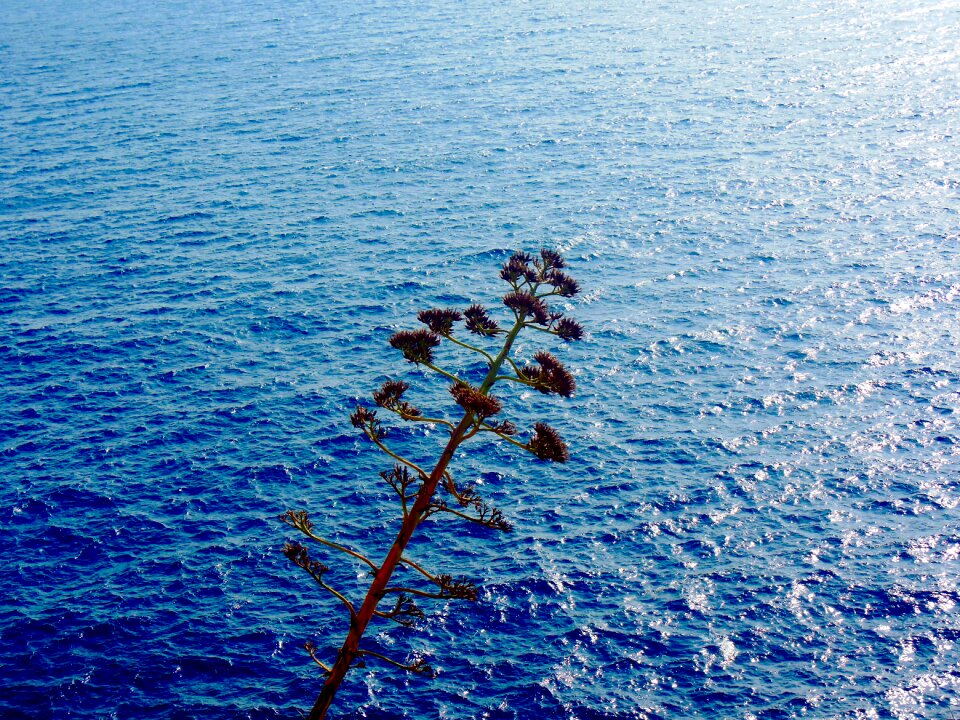Summer water nature