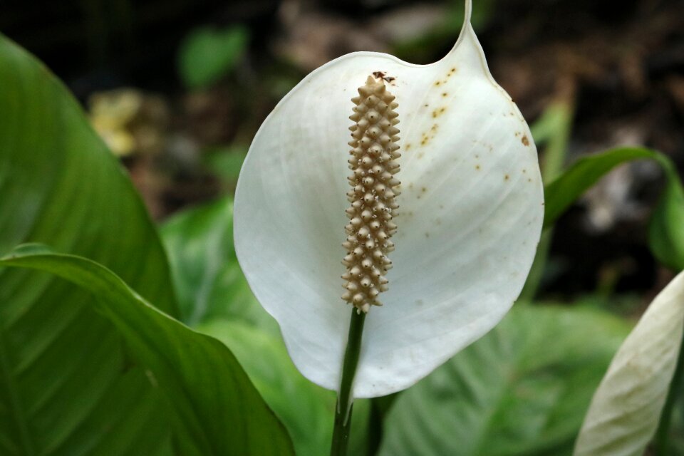 Petal plant fresh