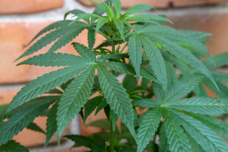 Medicinal medicine weed