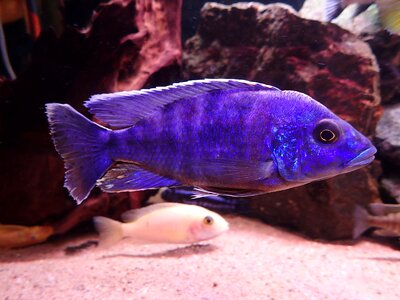 Fishy blue malawi photo