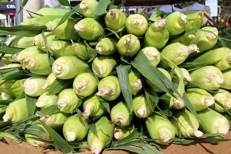 Fresh agriculture vegetable